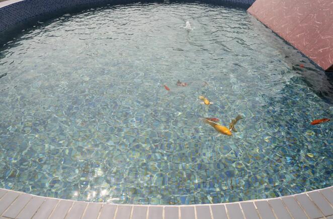 污水凈化后可養魚？這家污水處理廠真牛！-